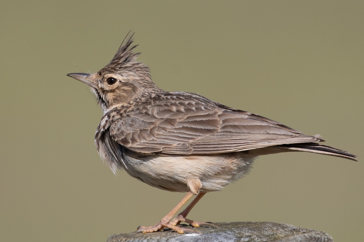 Crested Lark - Ana Amaral