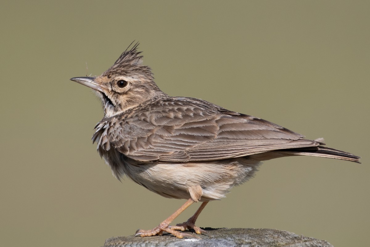 Crested Lark - Ana Amaral