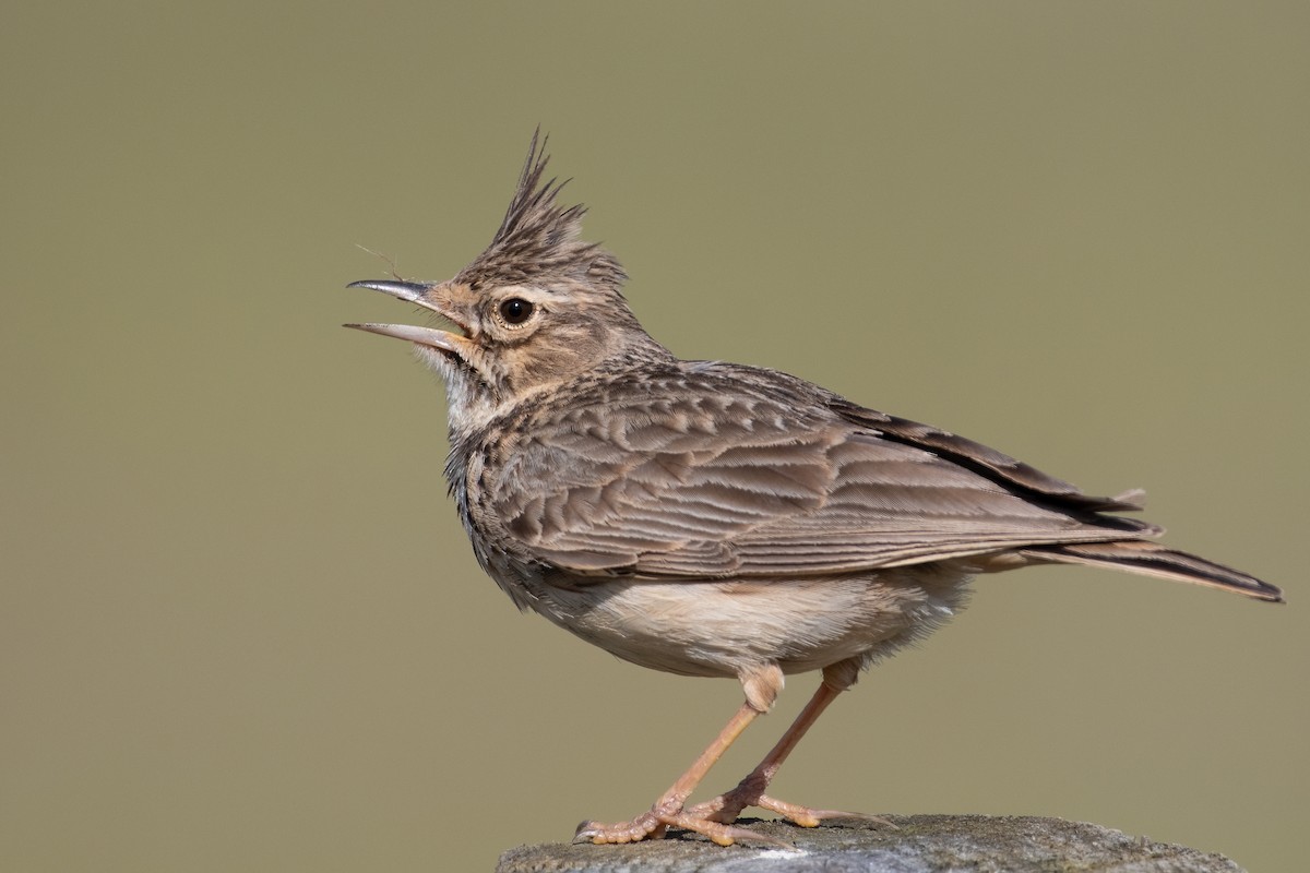 Crested Lark - Ana Amaral