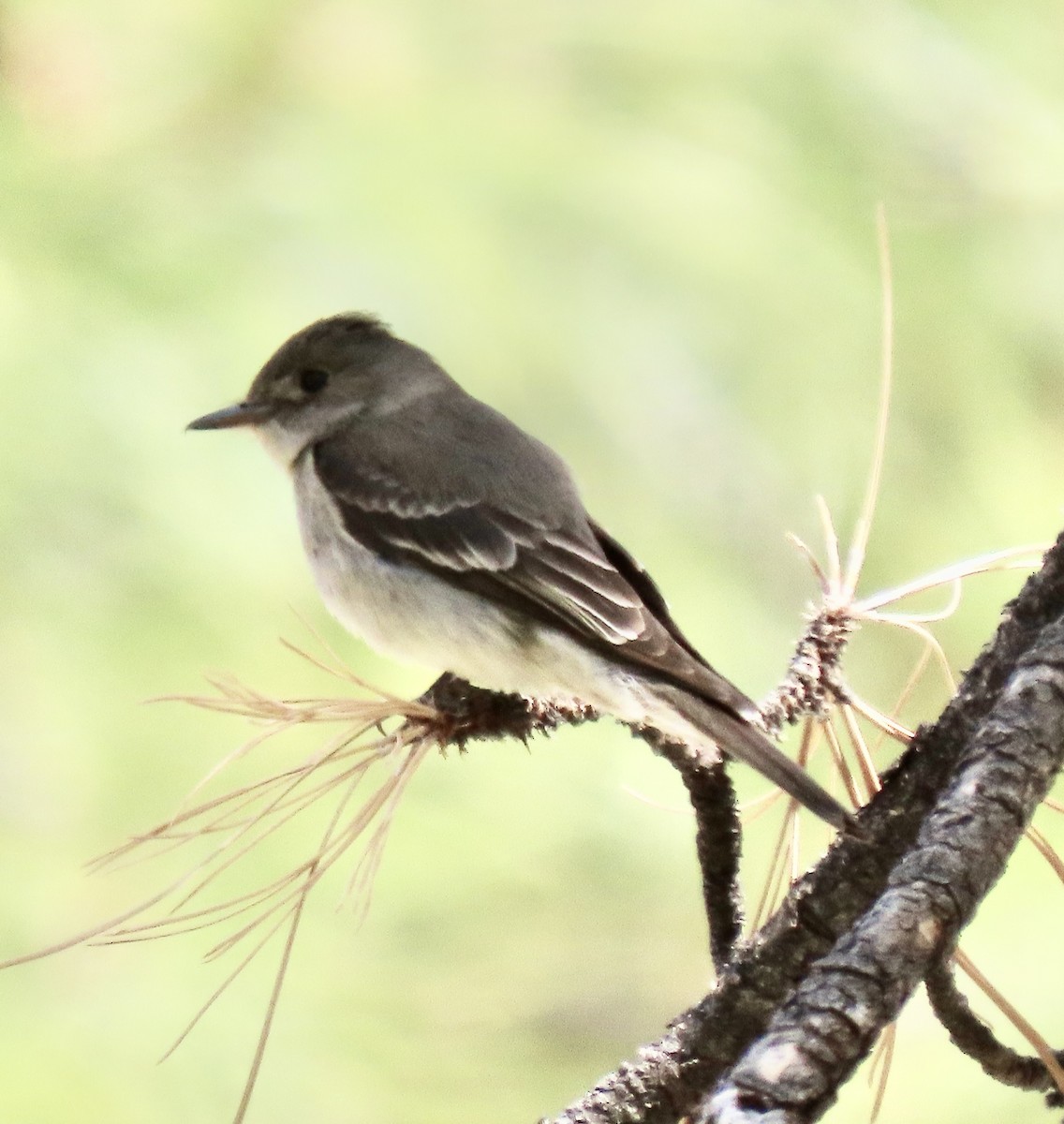 Western Wood-Pewee - Charlotte (Charlie) Sartor