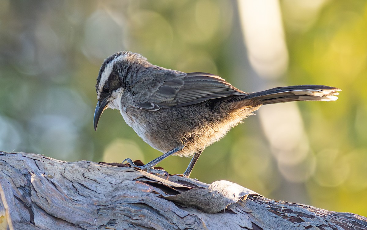 White-browed Babbler - Pedro Nicolau