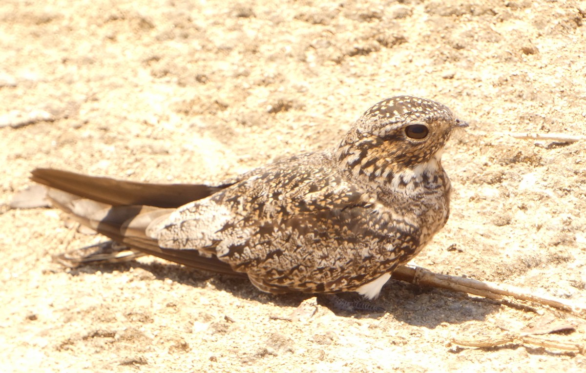 Antillean Nighthawk - John Pool