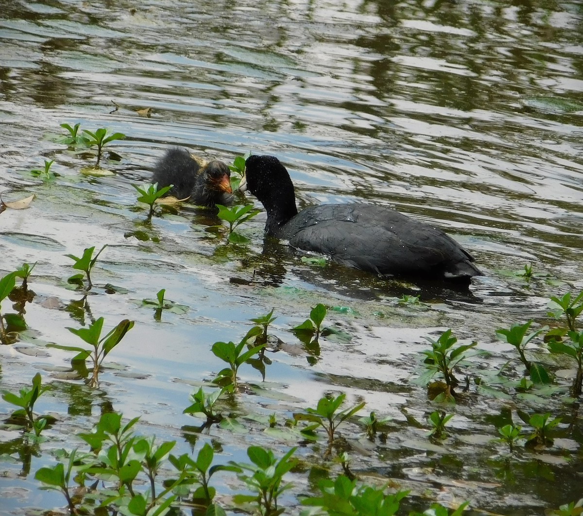 American Coot - ML618837305