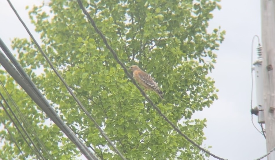 Red-shouldered Hawk - Gabe Kinstlinger