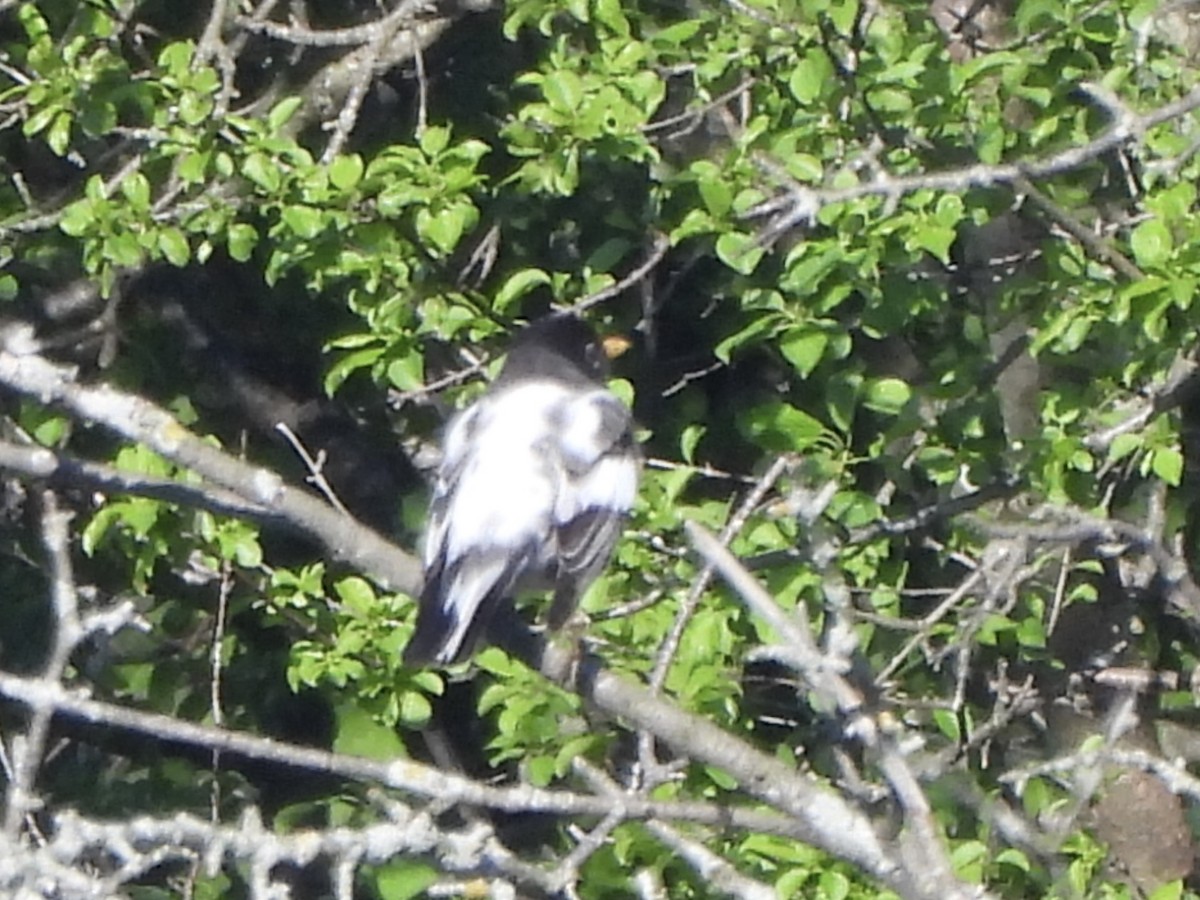 American Robin - ML618837309