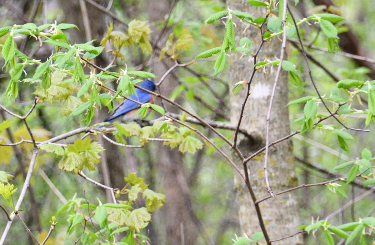 Eastern Bluebird - Paul Barrette