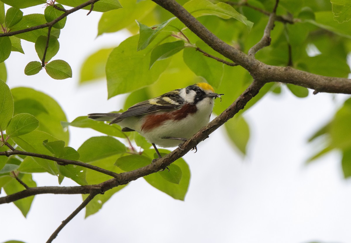 Chestnut-sided Warbler - Marilyn White