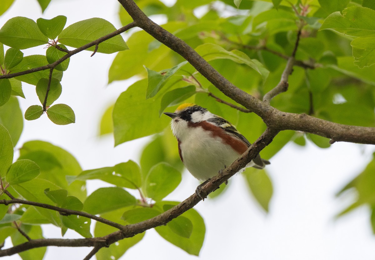 Chestnut-sided Warbler - Marilyn White