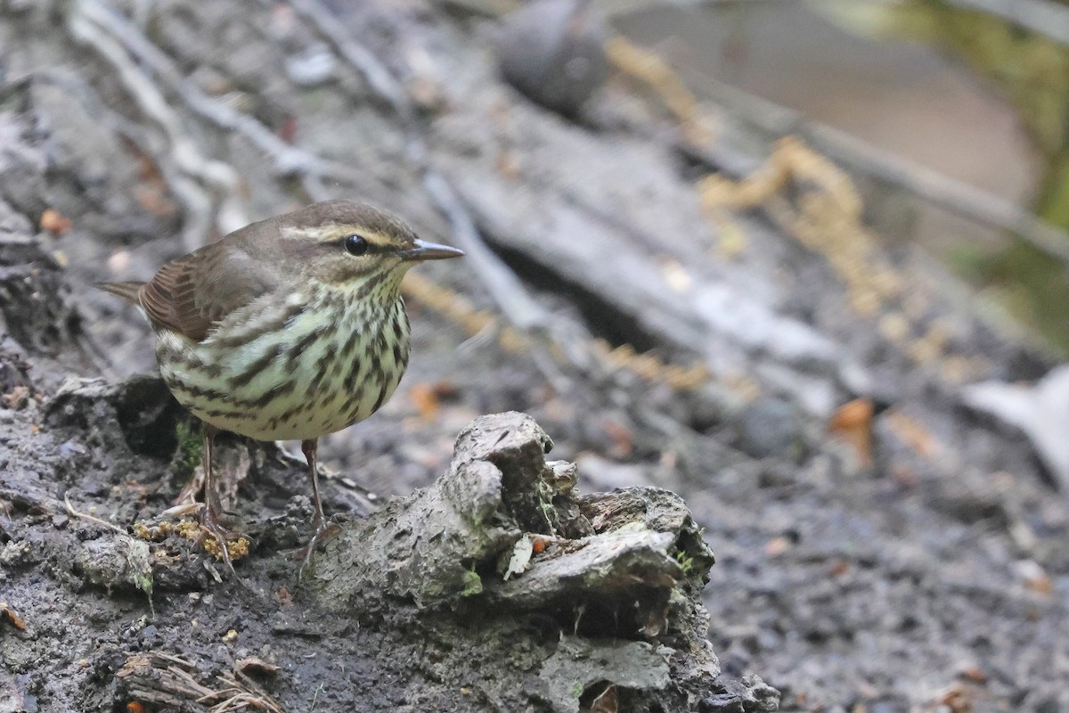 Northern Waterthrush - Corey Finger