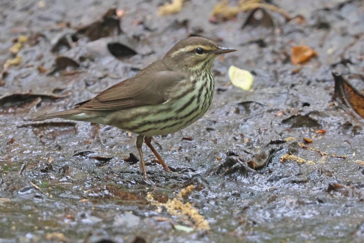 Northern Waterthrush - Corey Finger