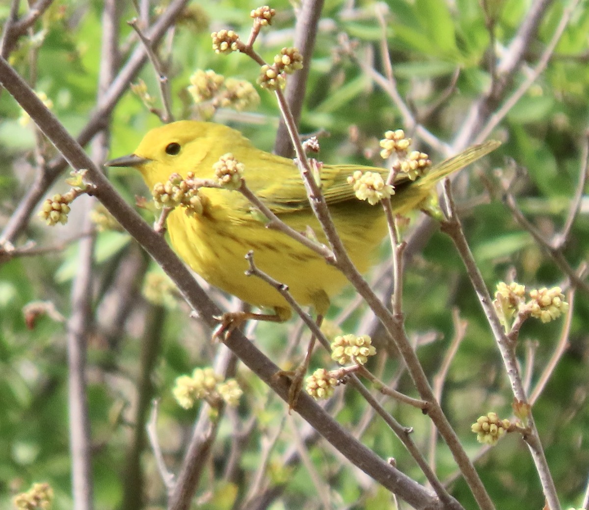 Yellow Warbler - Charlotte (Charlie) Sartor