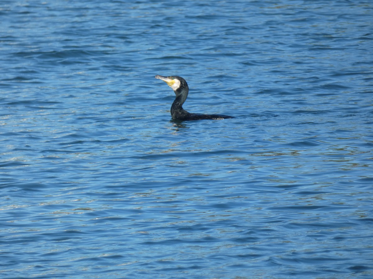 Great Cormorant - Franqui Illanes