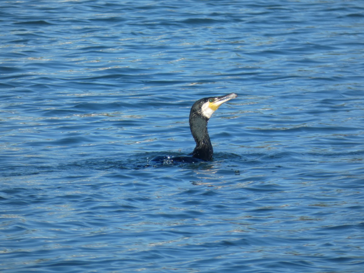 Great Cormorant - Franqui Illanes