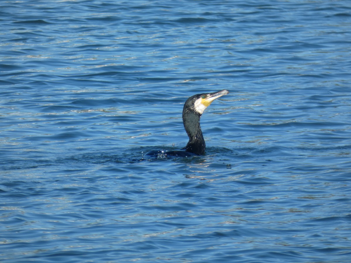 Great Cormorant - ML618837334