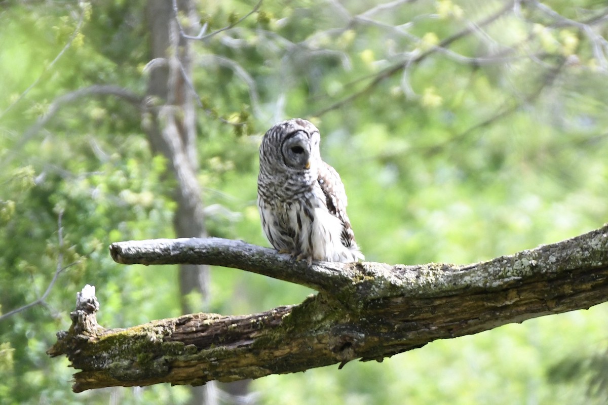 Barred Owl - Matthew Klemme