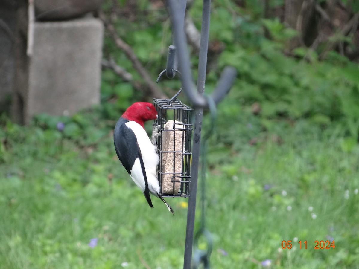 Red-headed Woodpecker - Todd Ward