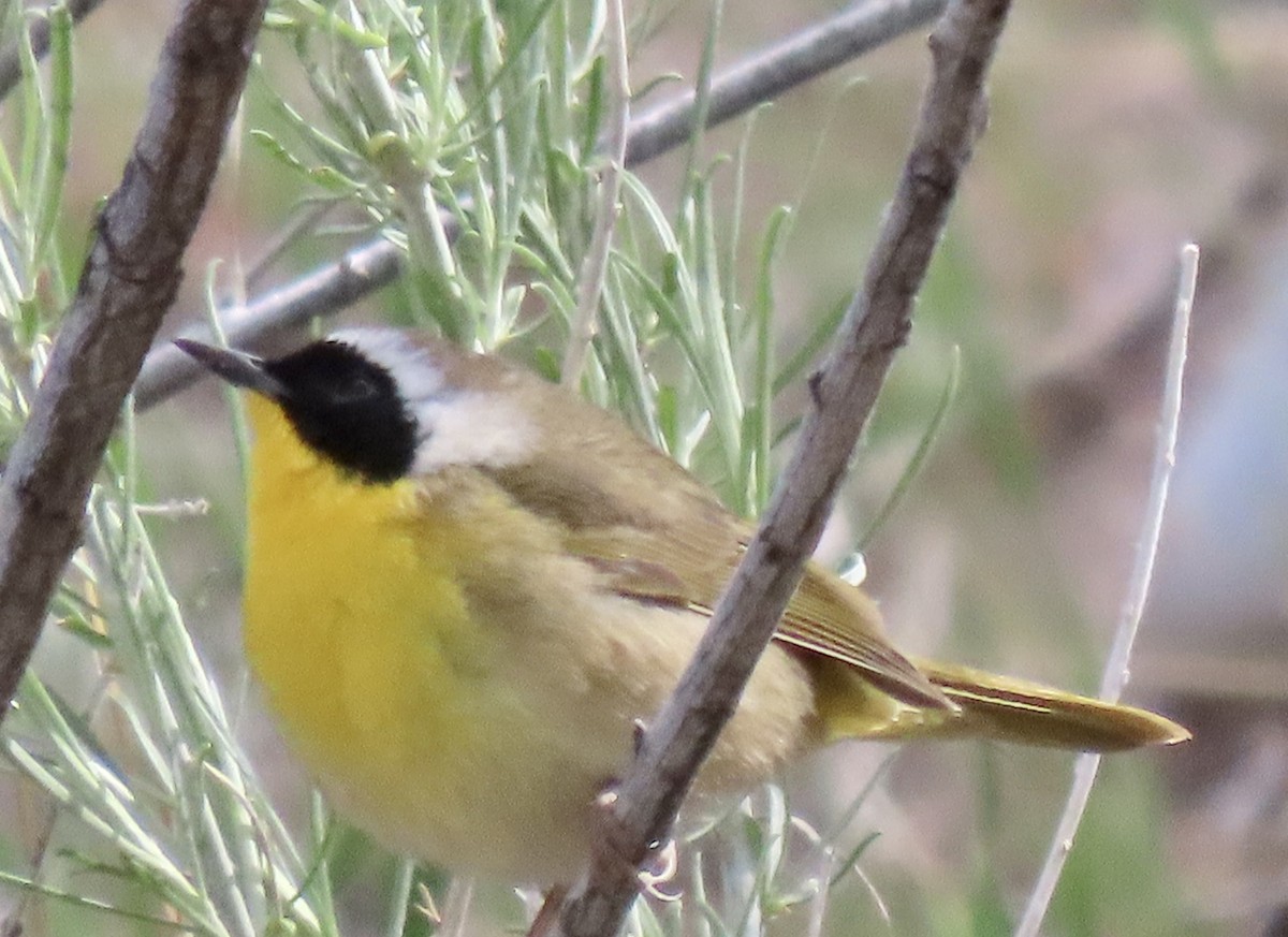 Common Yellowthroat - Charlotte (Charlie) Sartor