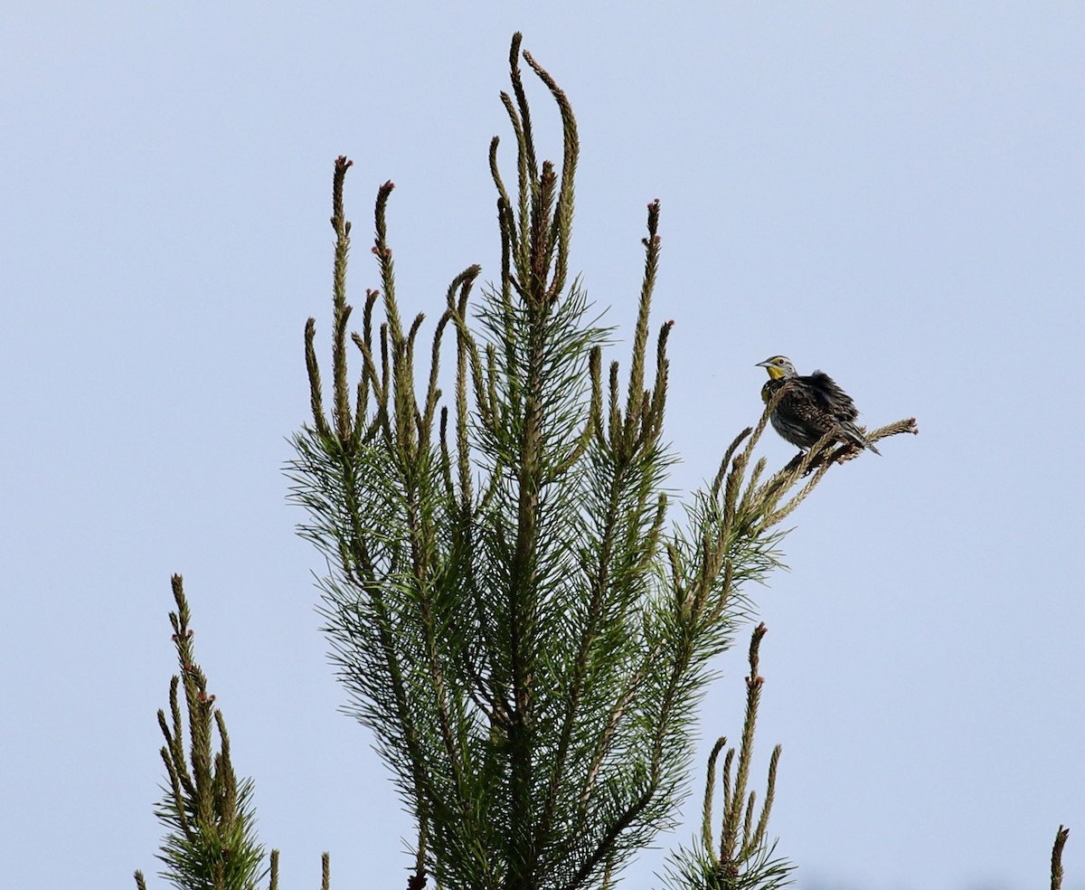 Western Meadowlark - Barbara Ferraro