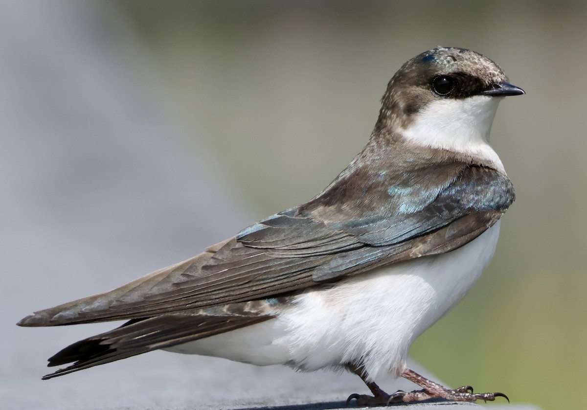 Tree Swallow - Rand Quinn