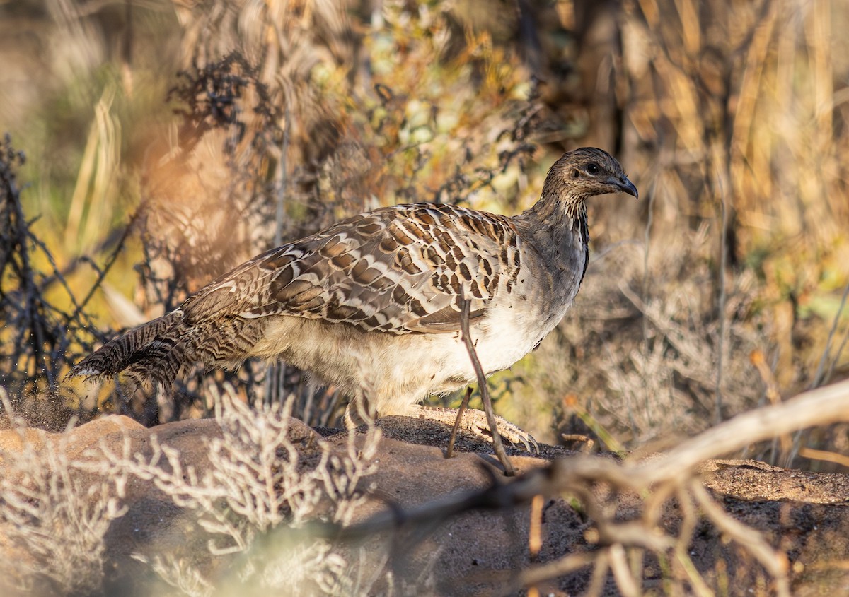 Malleefowl - ML618837366