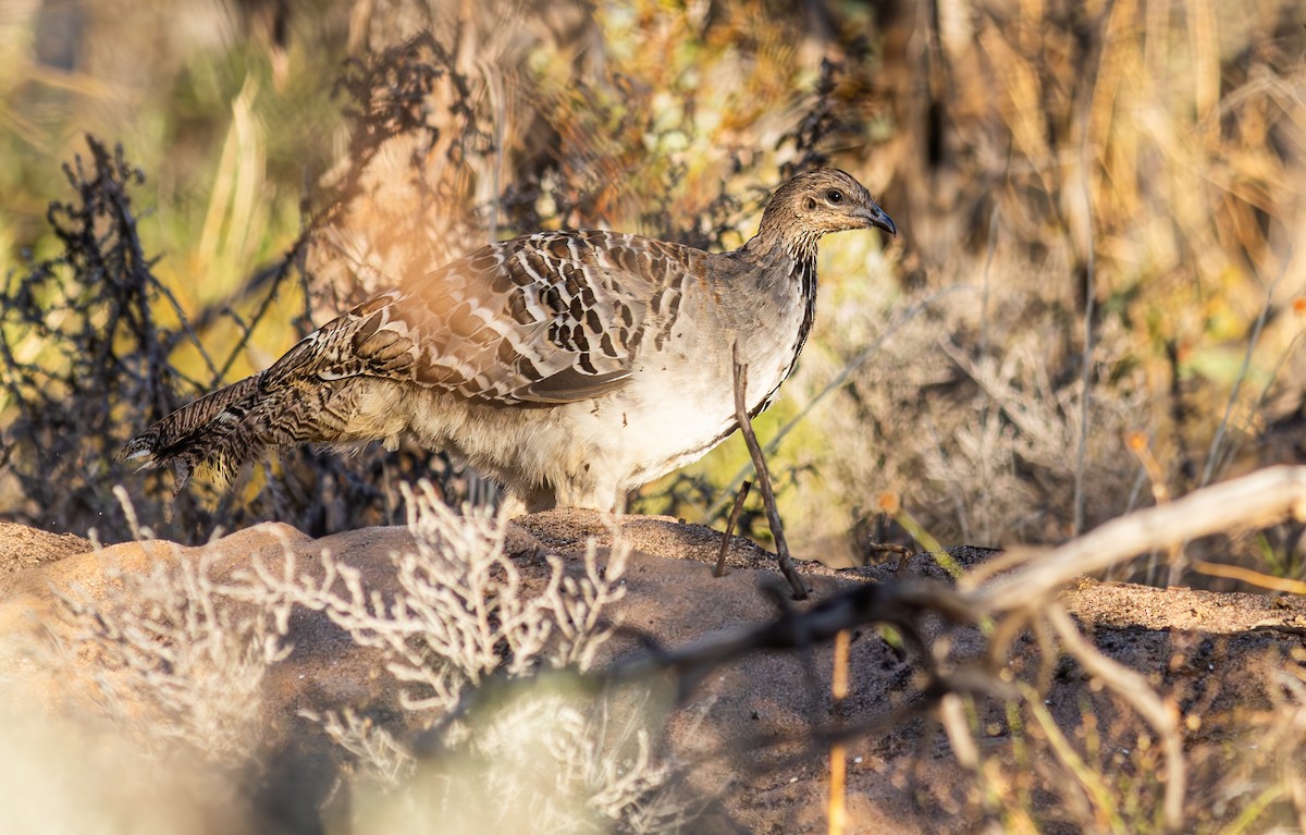 Malleefowl - ML618837367