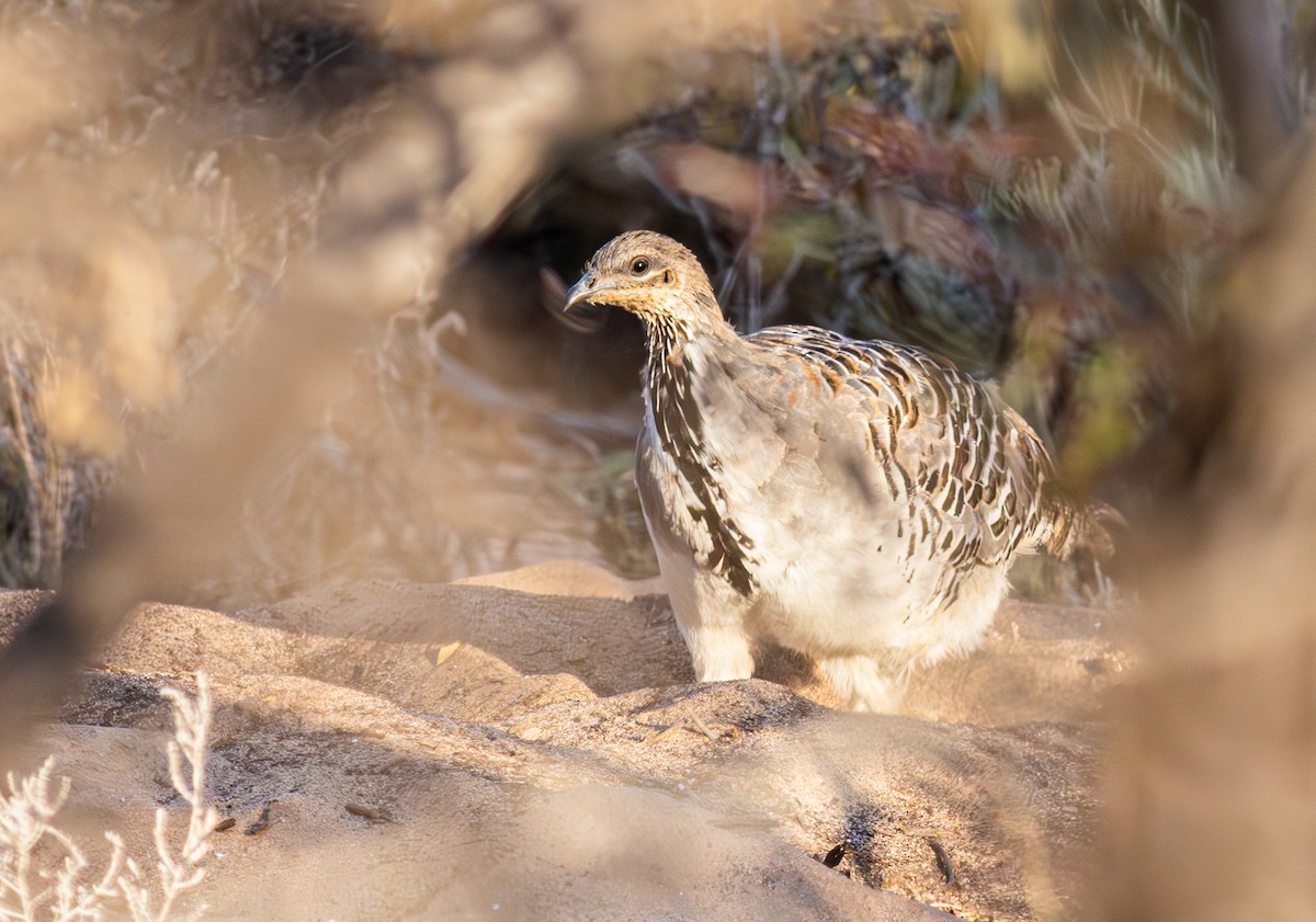 Malleefowl - Pedro Nicolau