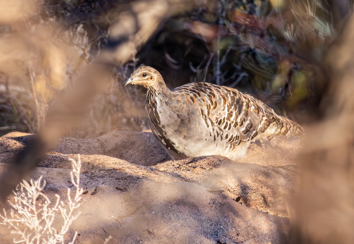 Malleefowl - ML618837370