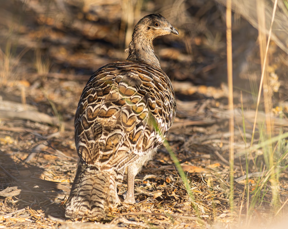 Malleefowl - ML618837371