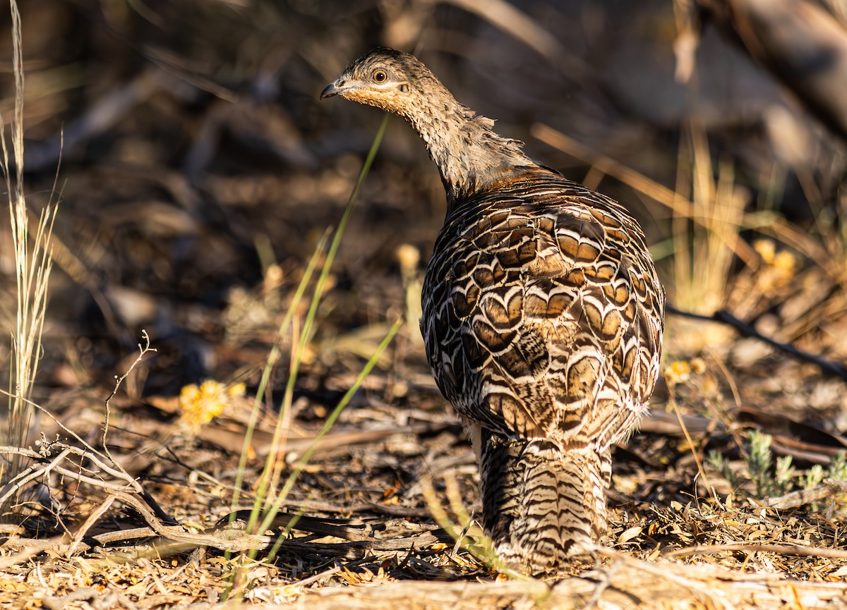 Malleefowl - ML618837372