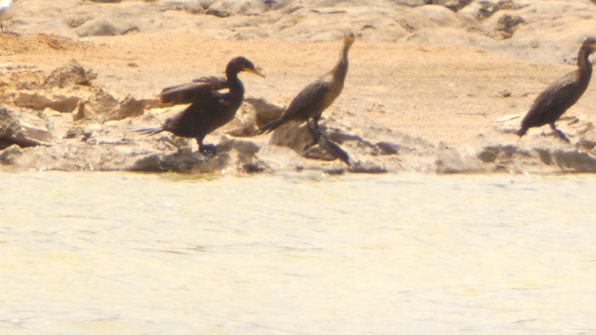 Neotropic Cormorant - John Pool