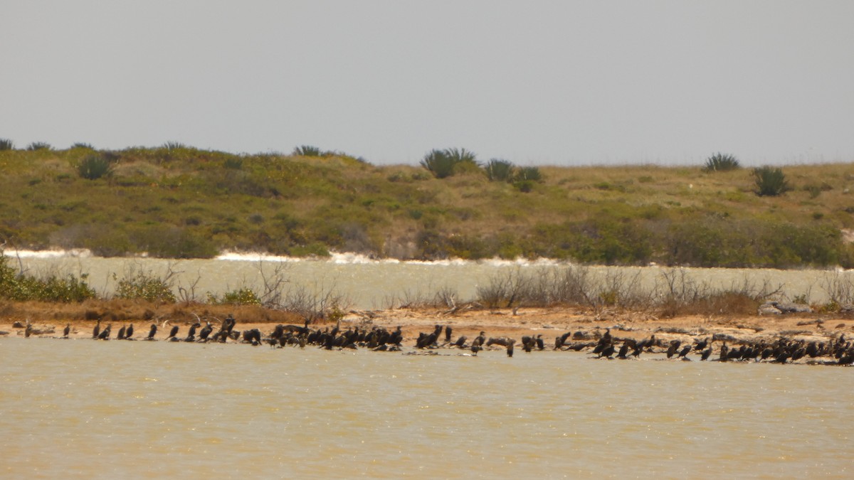 Neotropic Cormorant - John Pool