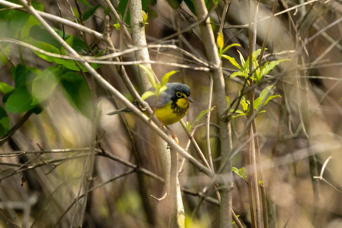 Canada Warbler - Paul Bloemendal