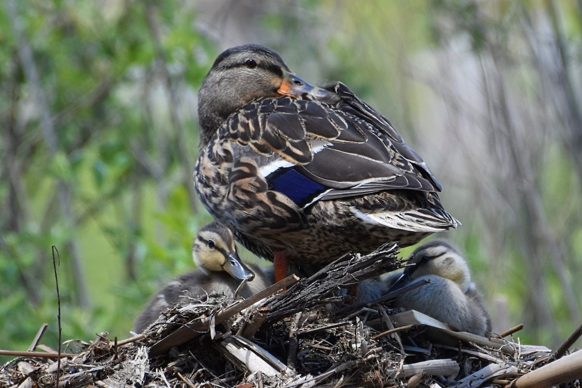 Mallard - Brenda Lindsey