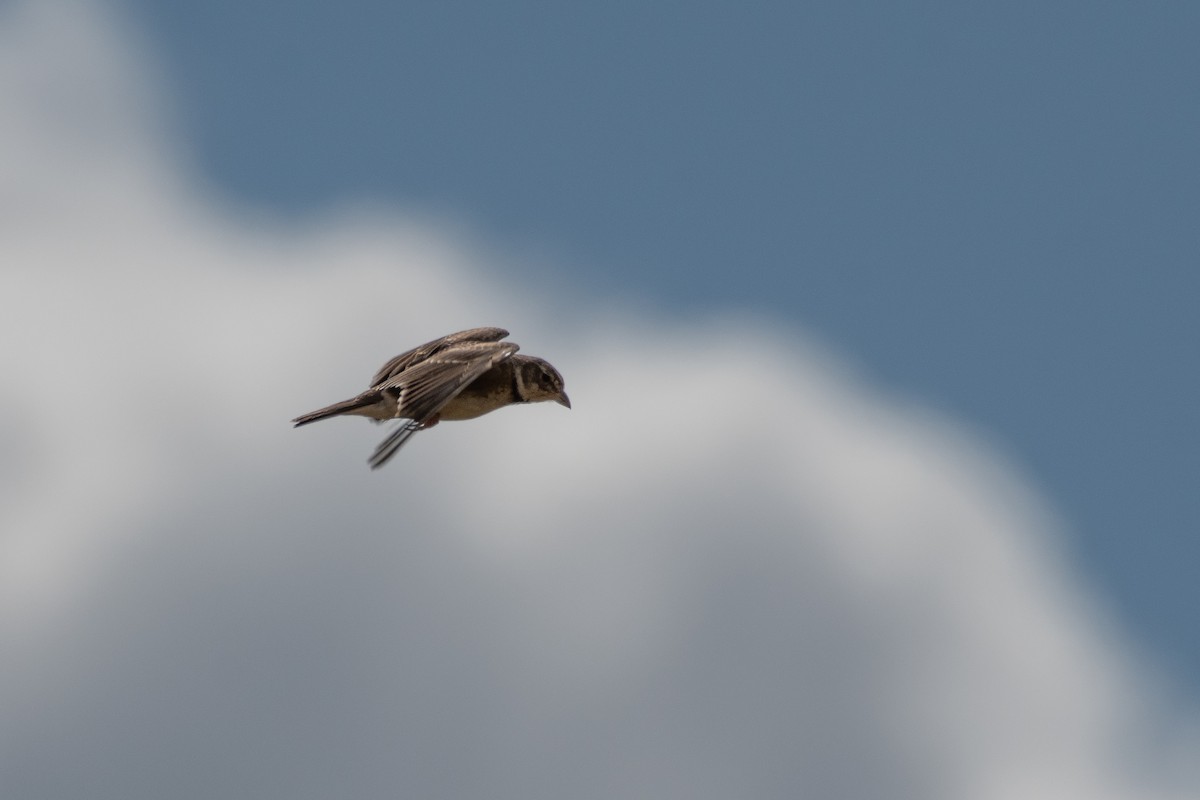 Calandra Lark - Ana Amaral