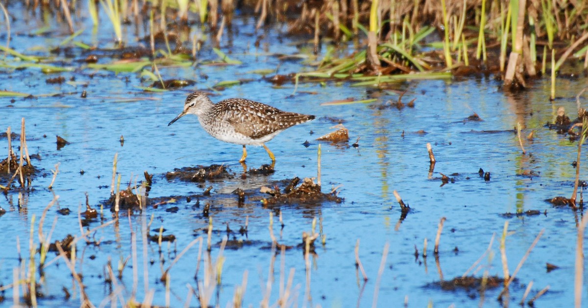 Wood Sandpiper - Turkka Kulmala