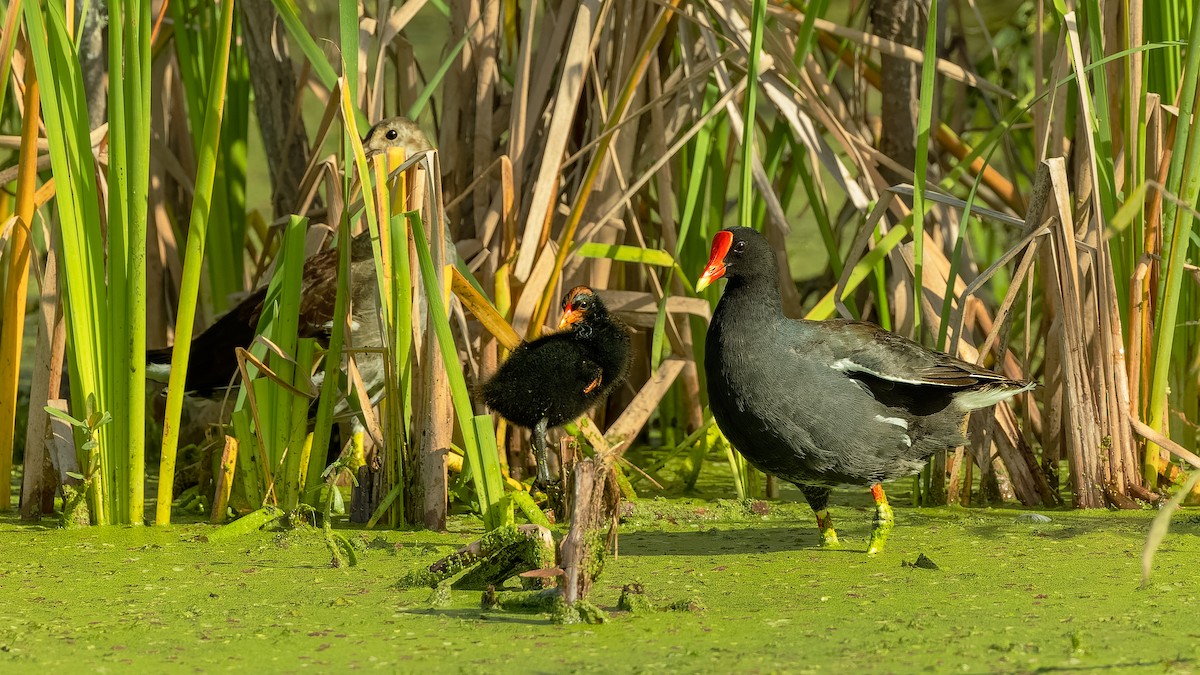 Common Gallinule - Gary Leavens