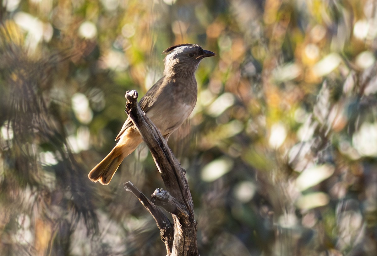 Crested Bellbird - ML618837420