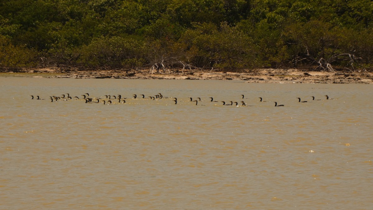 Neotropic Cormorant - John Pool