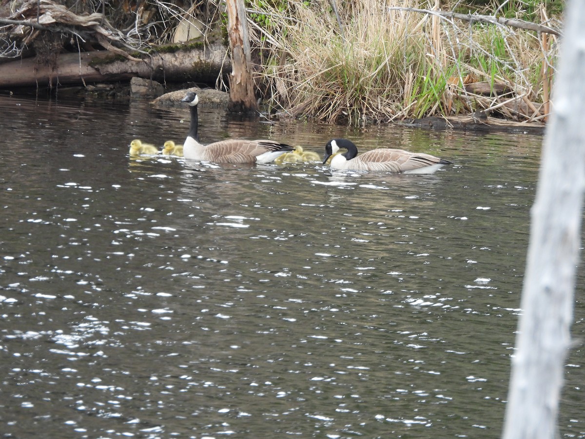 Canada Goose - ML618837431