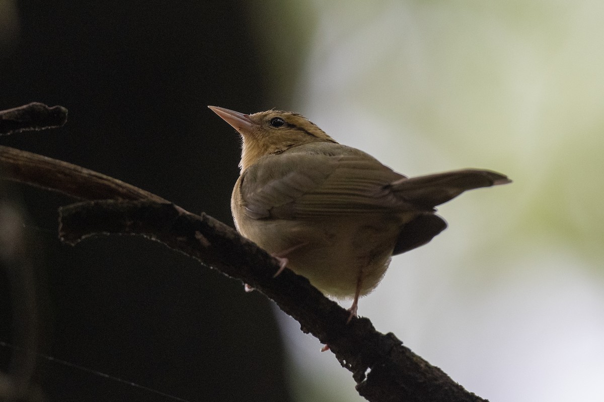 Worm-eating Warbler - Court Harding