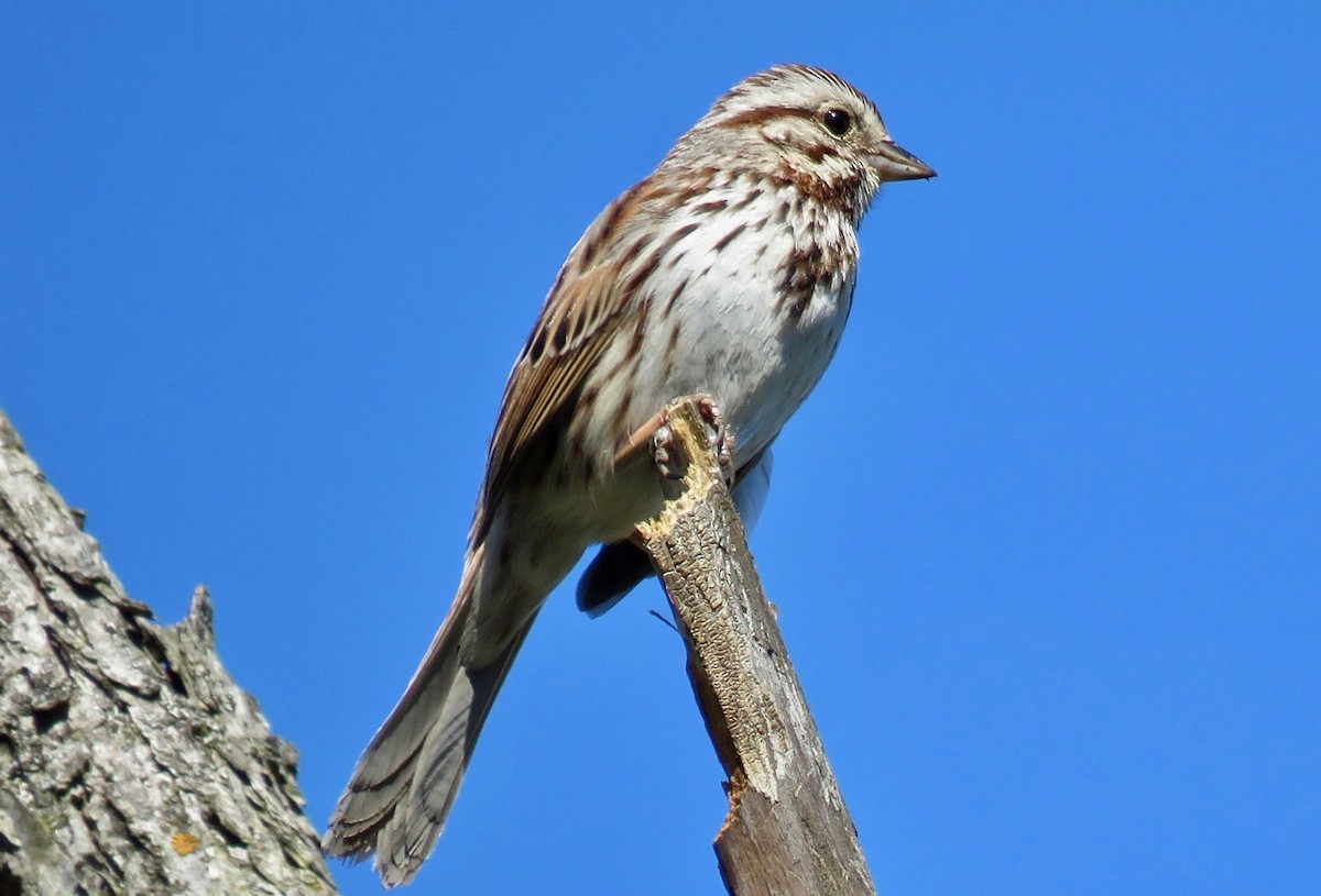 Song Sparrow - ML618837435