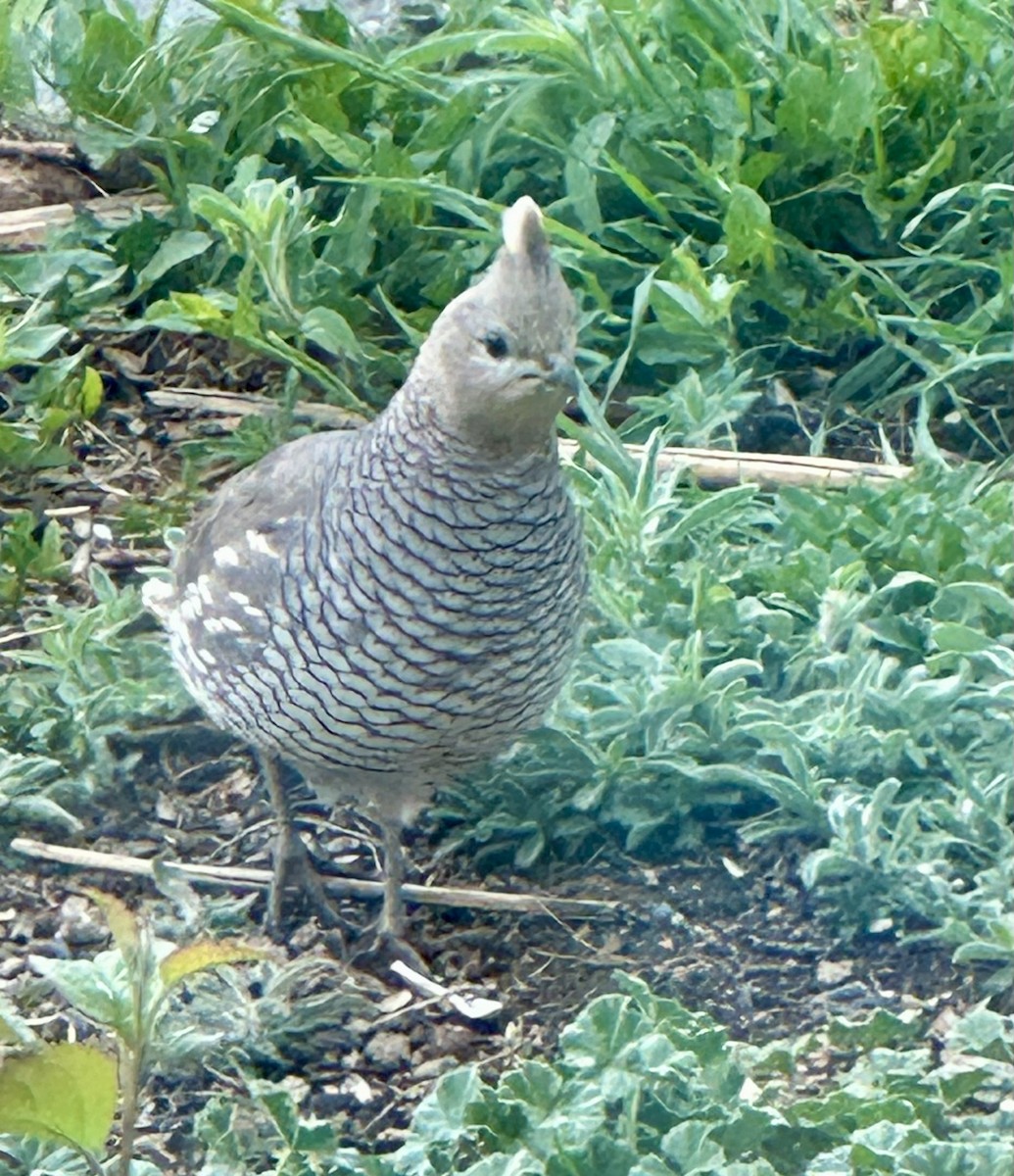 Scaled Quail - Gak Stonn