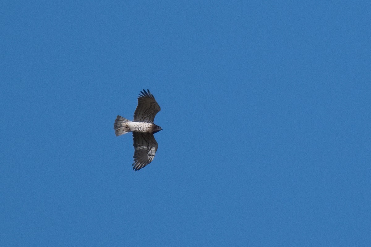 Short-toed Snake-Eagle - Ana Amaral