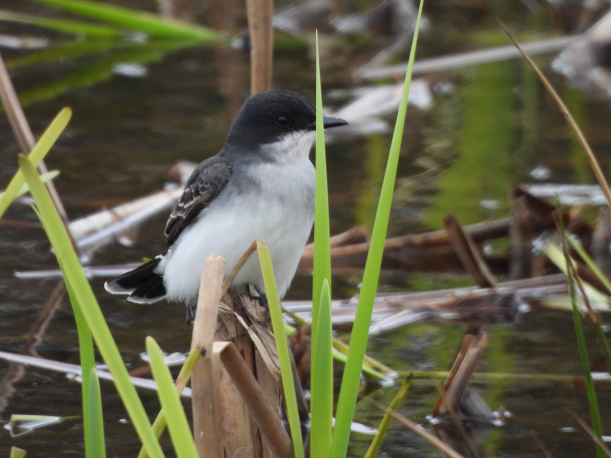 Eastern Kingbird - ML618837453