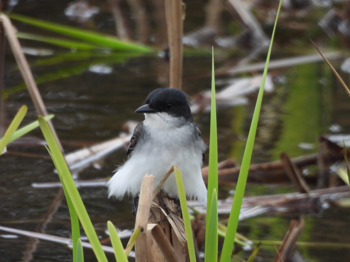 Eastern Kingbird - ML618837454