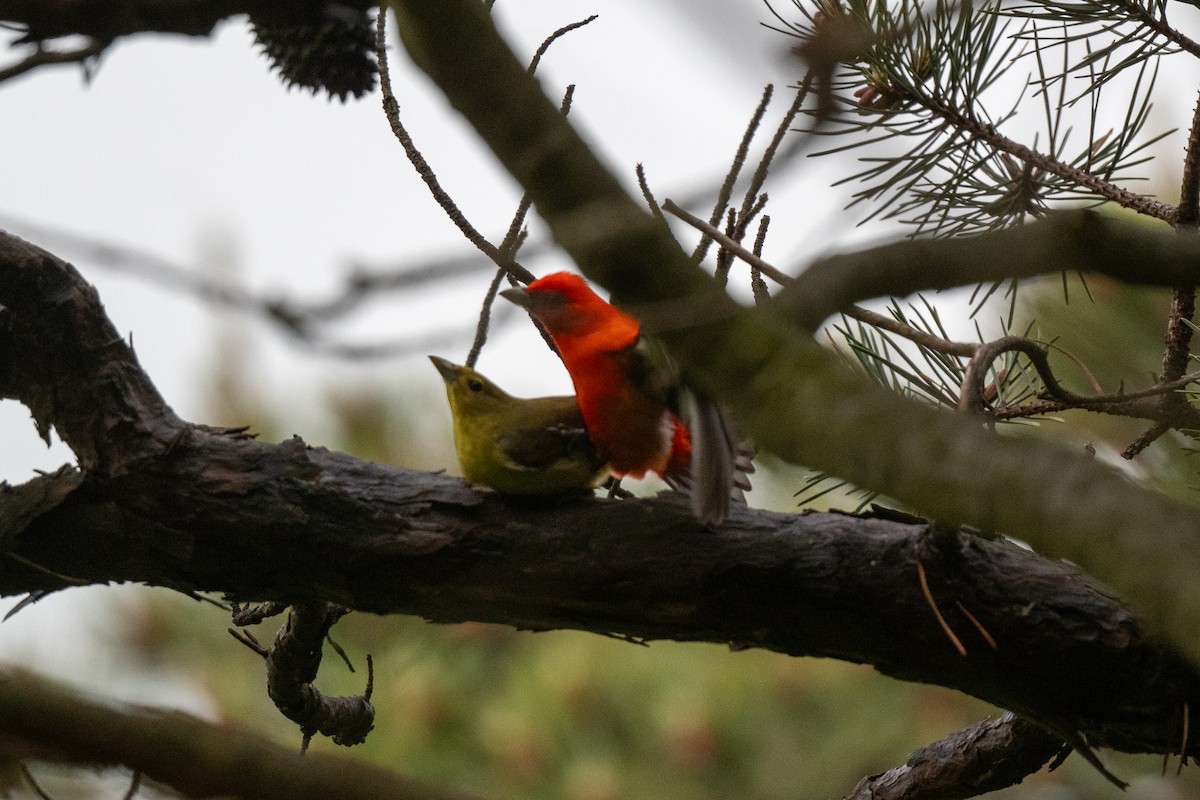 Scarlet Tanager - Court Harding