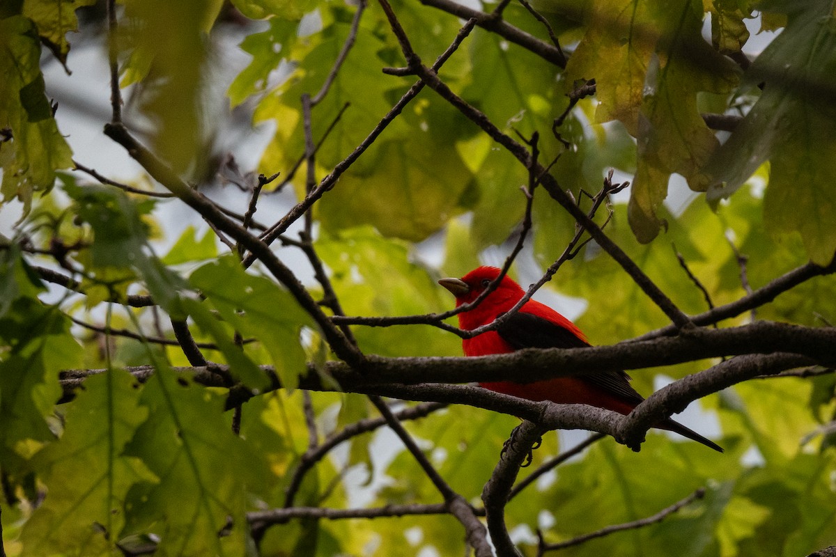 Scarlet Tanager - Court Harding