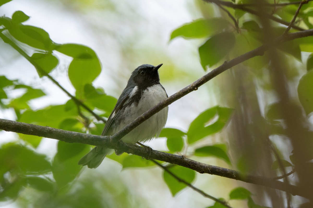 Black-throated Blue Warbler - Marilyn White