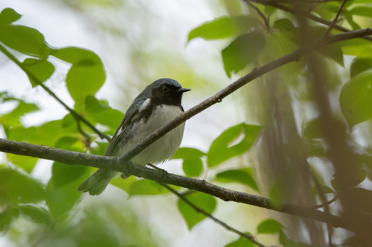 Black-throated Blue Warbler - Marilyn White