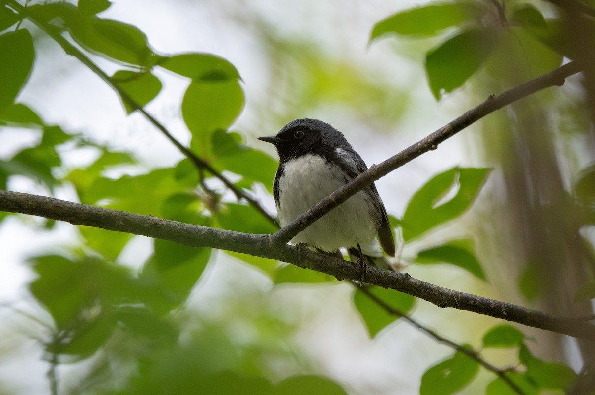 Black-throated Blue Warbler - Marilyn White